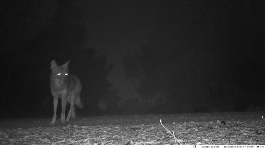 Δασαρχείο Αιγάλεω: Οδηγίες προς τους πολίτες λόγω της εμφάνισης λύκου στο Ποικίλο Όρος 1