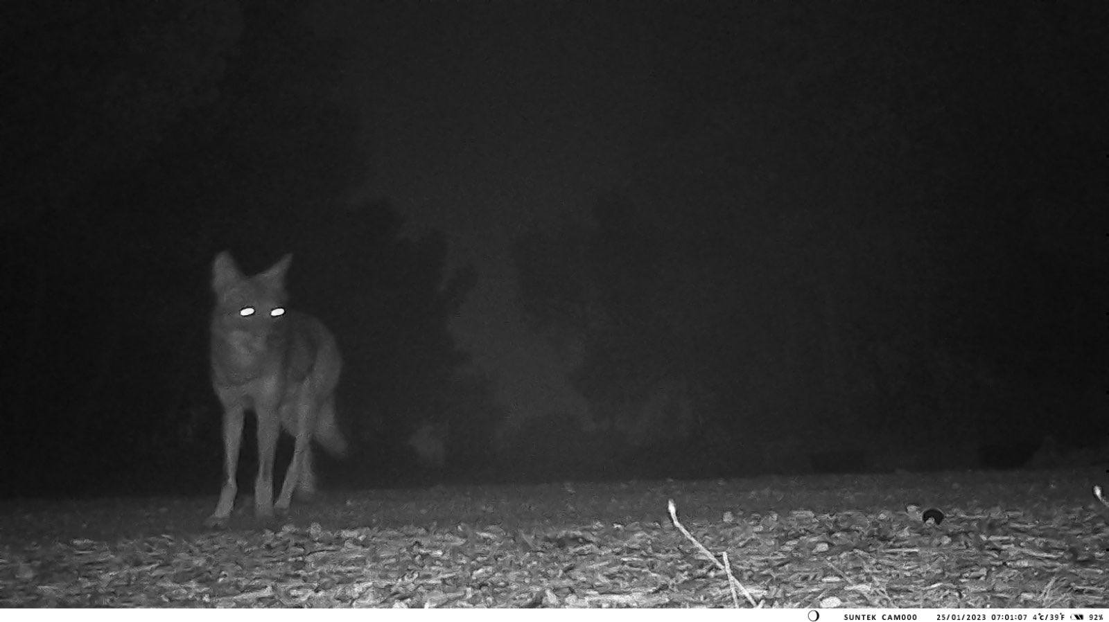 Δασαρχείο Αιγάλεω: Οδηγίες προς τους πολίτες λόγω της εμφάνισης λύκου στο Ποικίλο Όρος 3