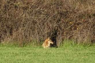 "Ο λύκος αποφεύγει ενεργά τον άνθρωπο" 29