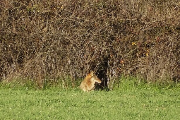"Ο λύκος αποφεύγει ενεργά τον άνθρωπο" 119