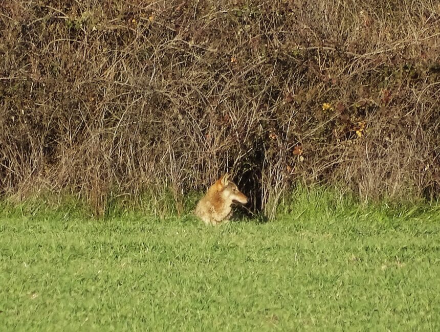 "Ο λύκος αποφεύγει ενεργά τον άνθρωπο" 1