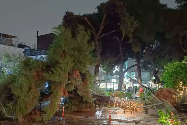 Έπεσε πεύκο, ζημιές στον εξωτερικό χώρο του Home - Βίντεο 115