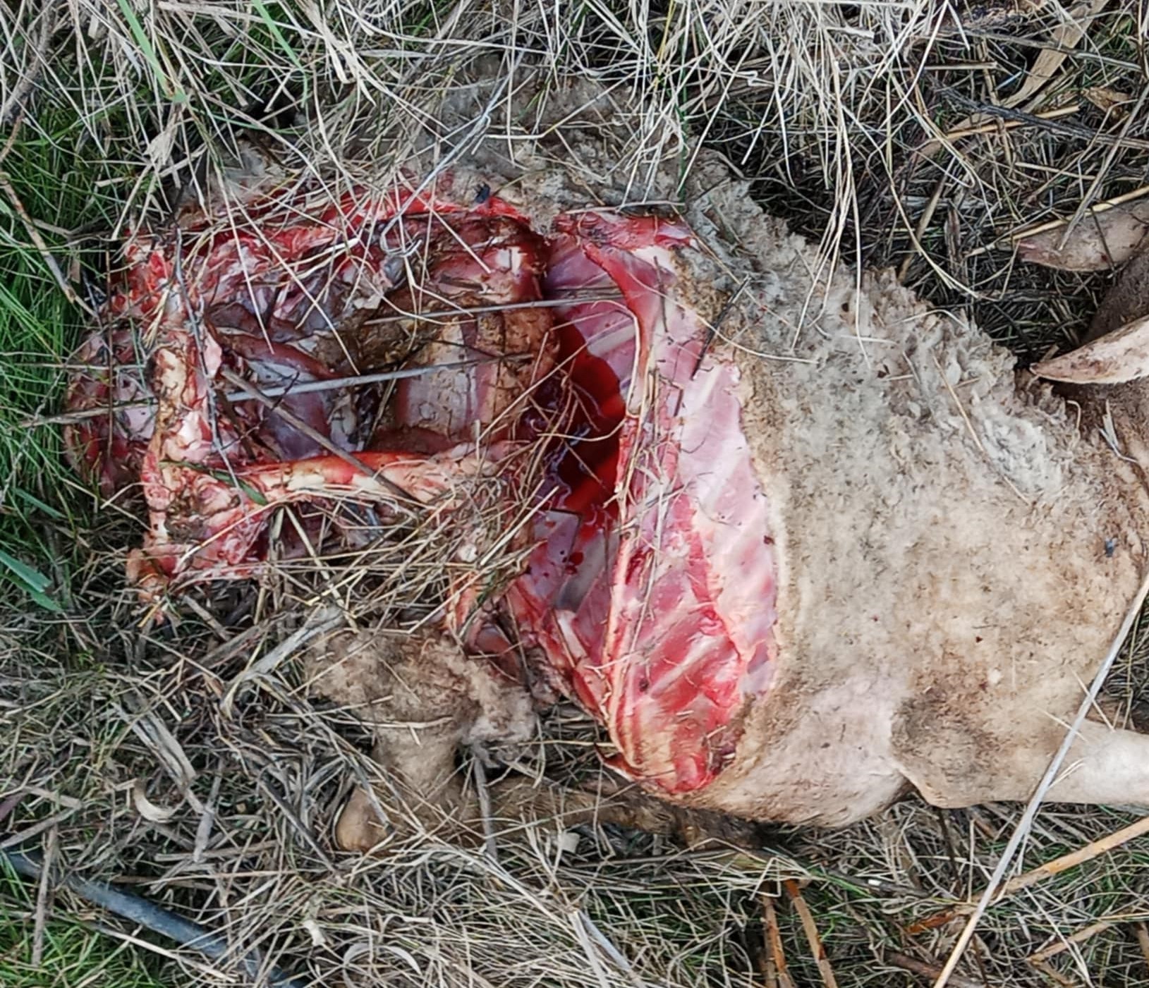 Ειδικός του ΑΠΘ: Σε καμία περίπτωση δεν έφαγε λύκος τον σκύλο στο Χαϊδάρι 7