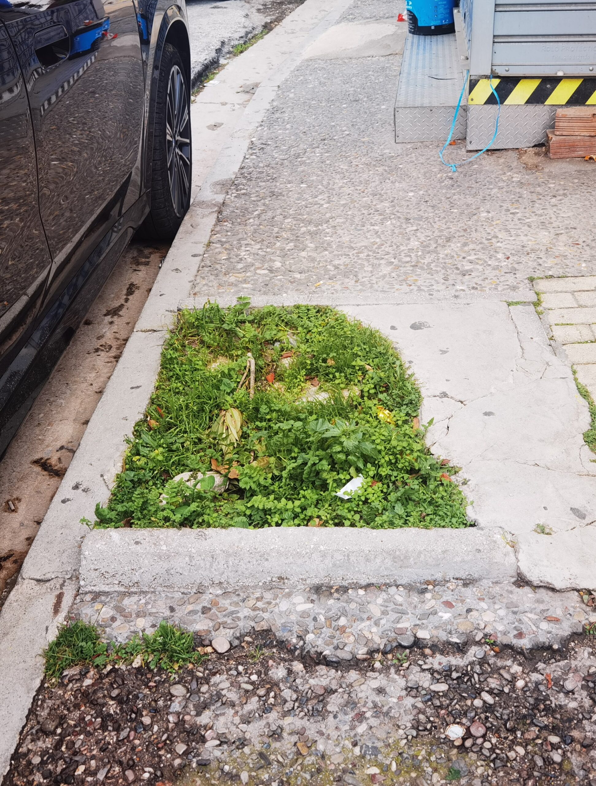 Η επέλαση του κινέζικου σκαθαριού στο Χαϊδάρι και το ερώτημα: "τι κάνουμε την τρύπα;" 7