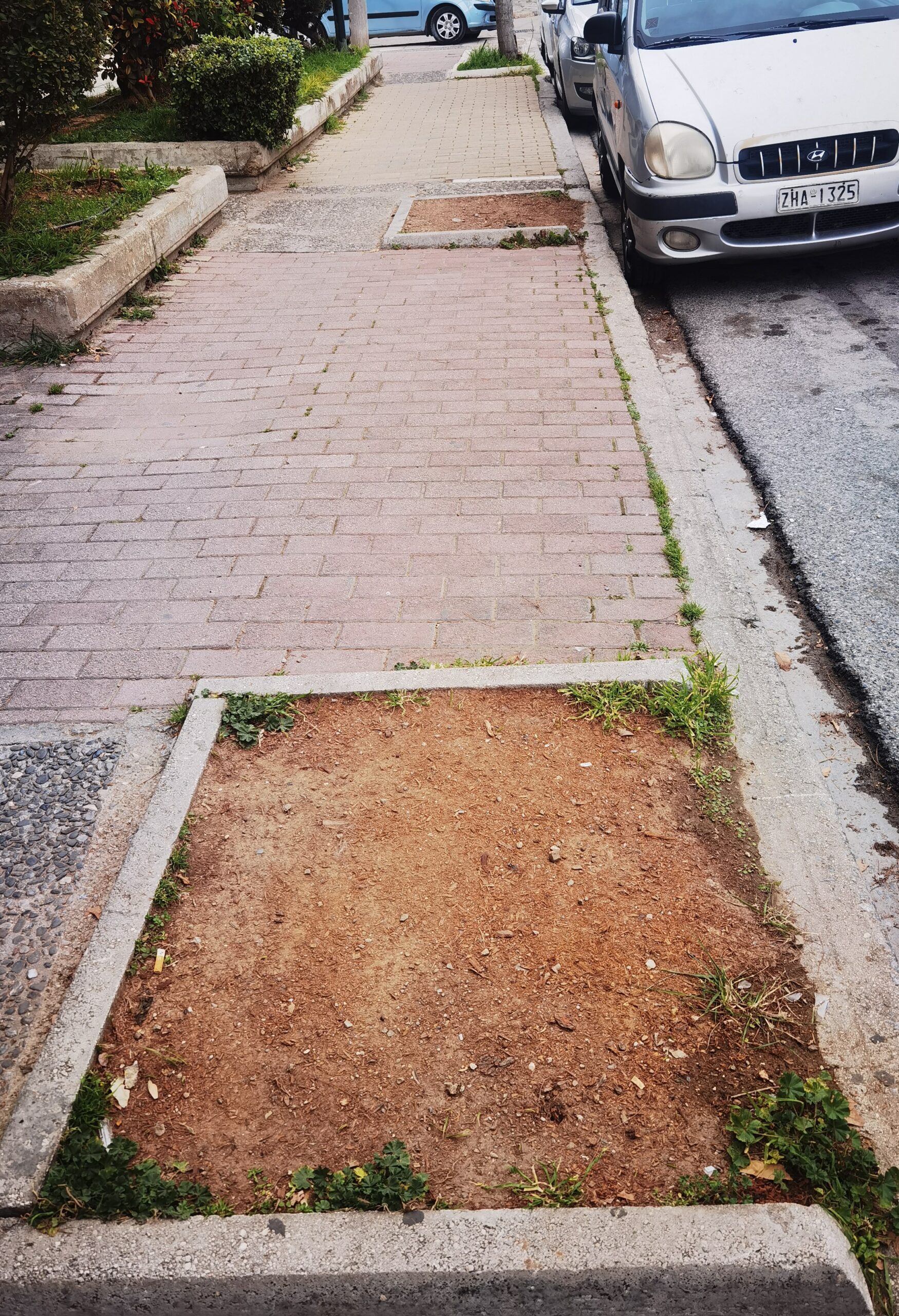 Η επέλαση του κινέζικου σκαθαριού στο Χαϊδάρι και το ερώτημα: "τι κάνουμε την τρύπα;" 9