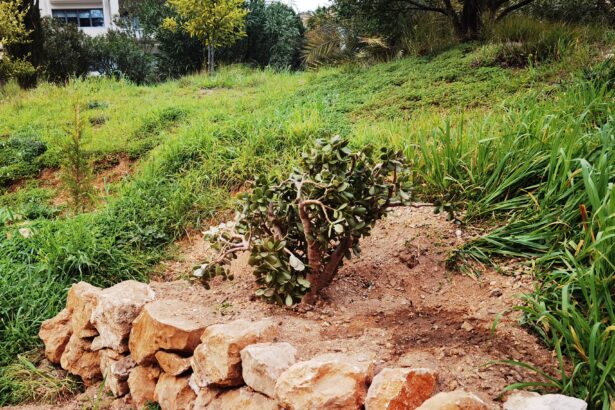 Καλορίζικη! Η μικρή ιστορία του "φυτού της τύχης" είναι η μεγάλη ιστορία του Πάρκου Εθελοντισμού 115