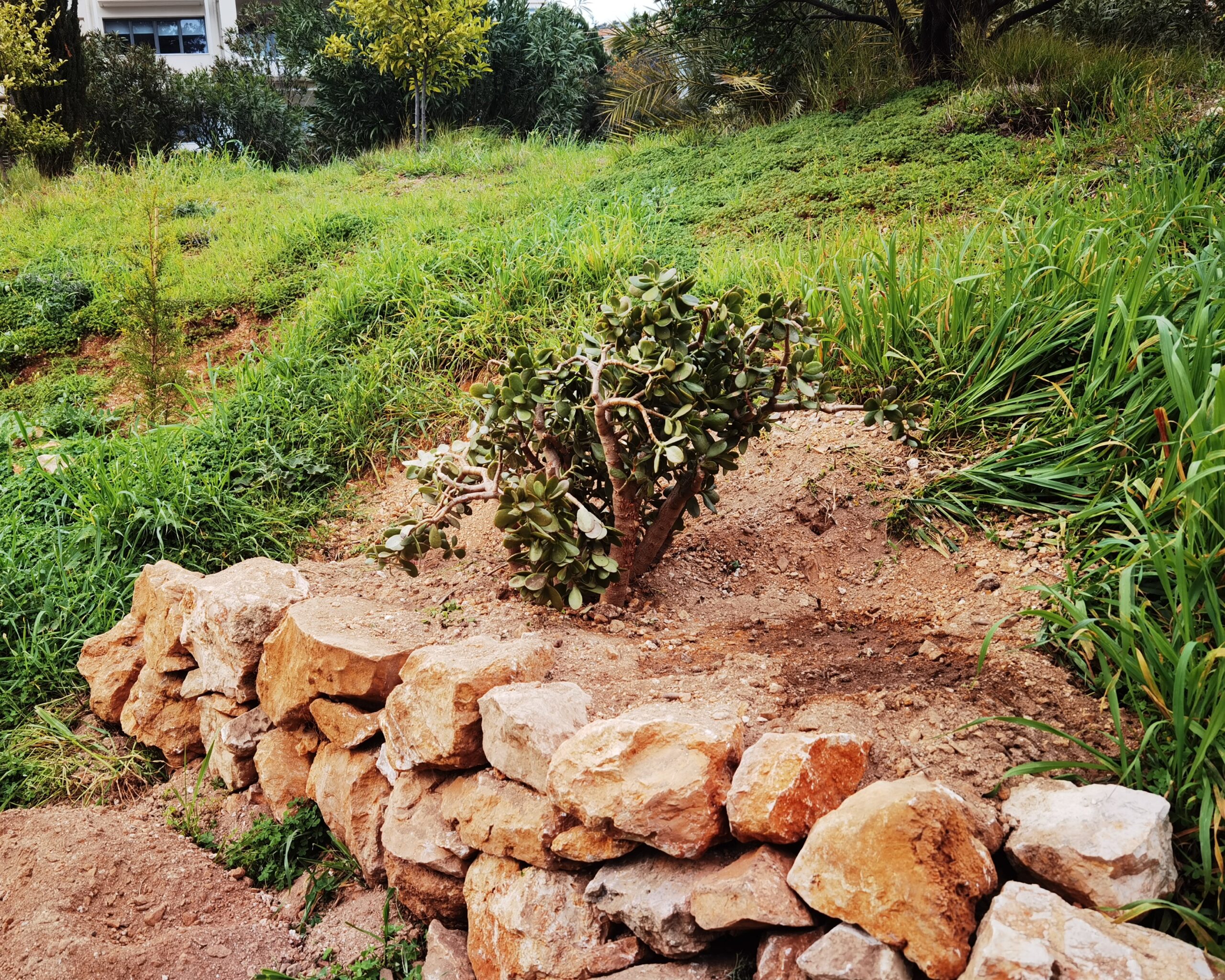 Καλορίζικη! Η μικρή ιστορία του "φυτού της τύχης" είναι η μεγάλη ιστορία του Πάρκου Εθελοντισμού 3