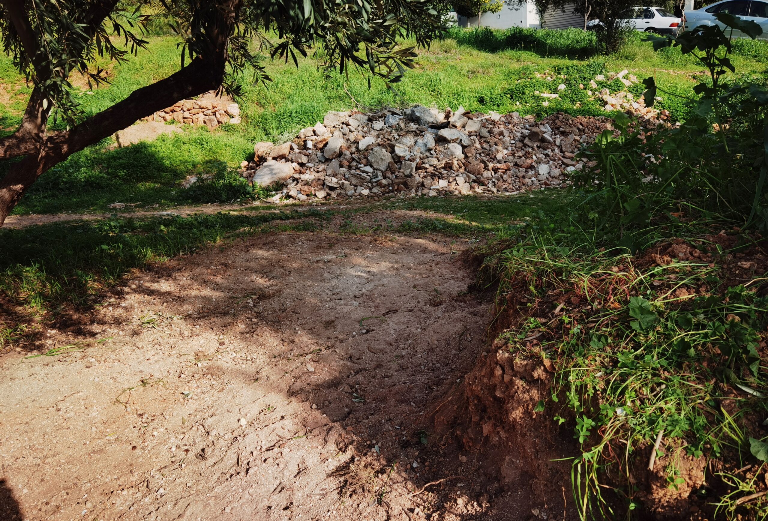 Καλορίζικη! Η μικρή ιστορία του "φυτού της τύχης" είναι η μεγάλη ιστορία του Πάρκου Εθελοντισμού 5