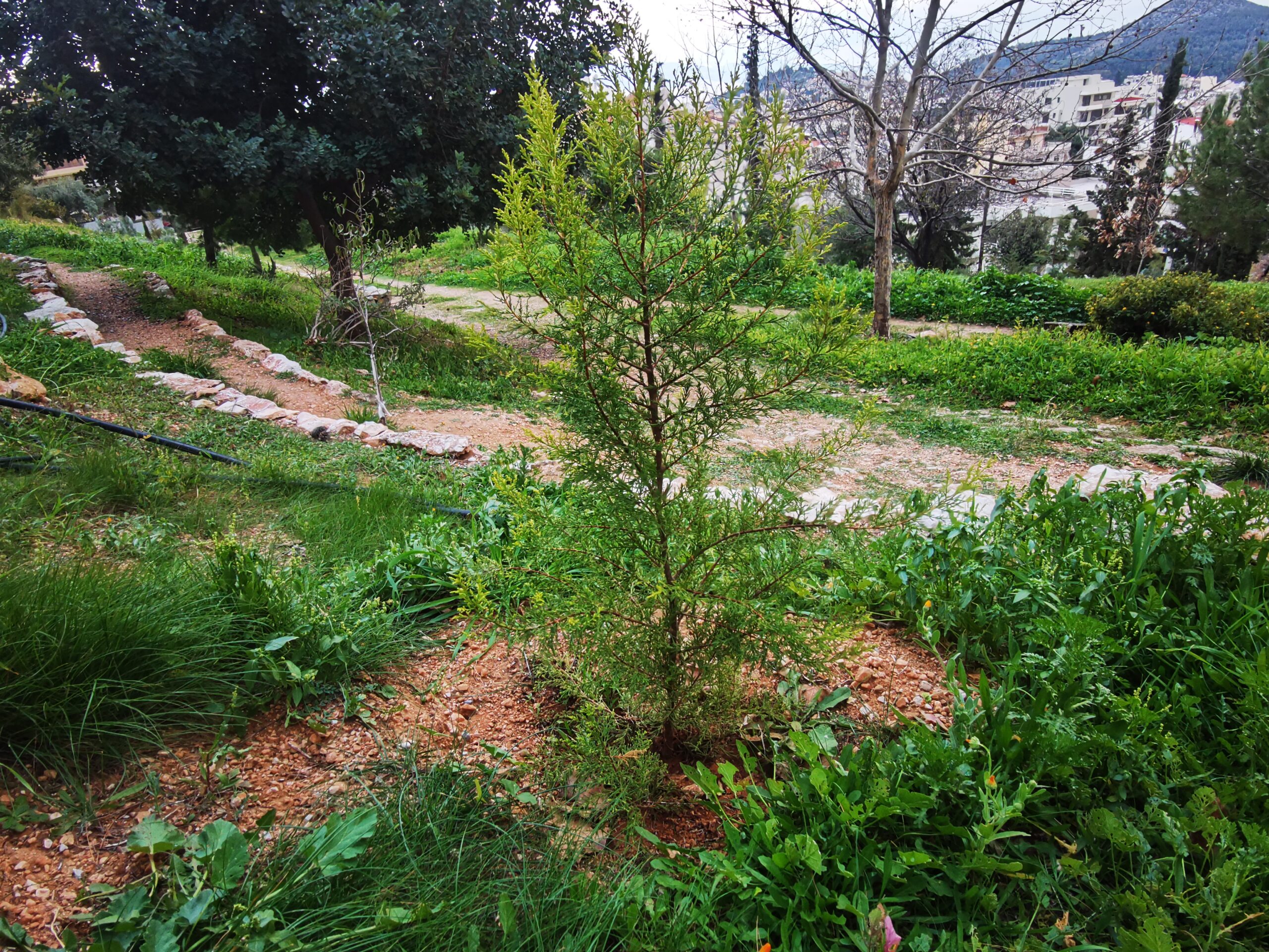 Καλορίζικη! Η μικρή ιστορία του "φυτού της τύχης" είναι η μεγάλη ιστορία του Πάρκου Εθελοντισμού 7