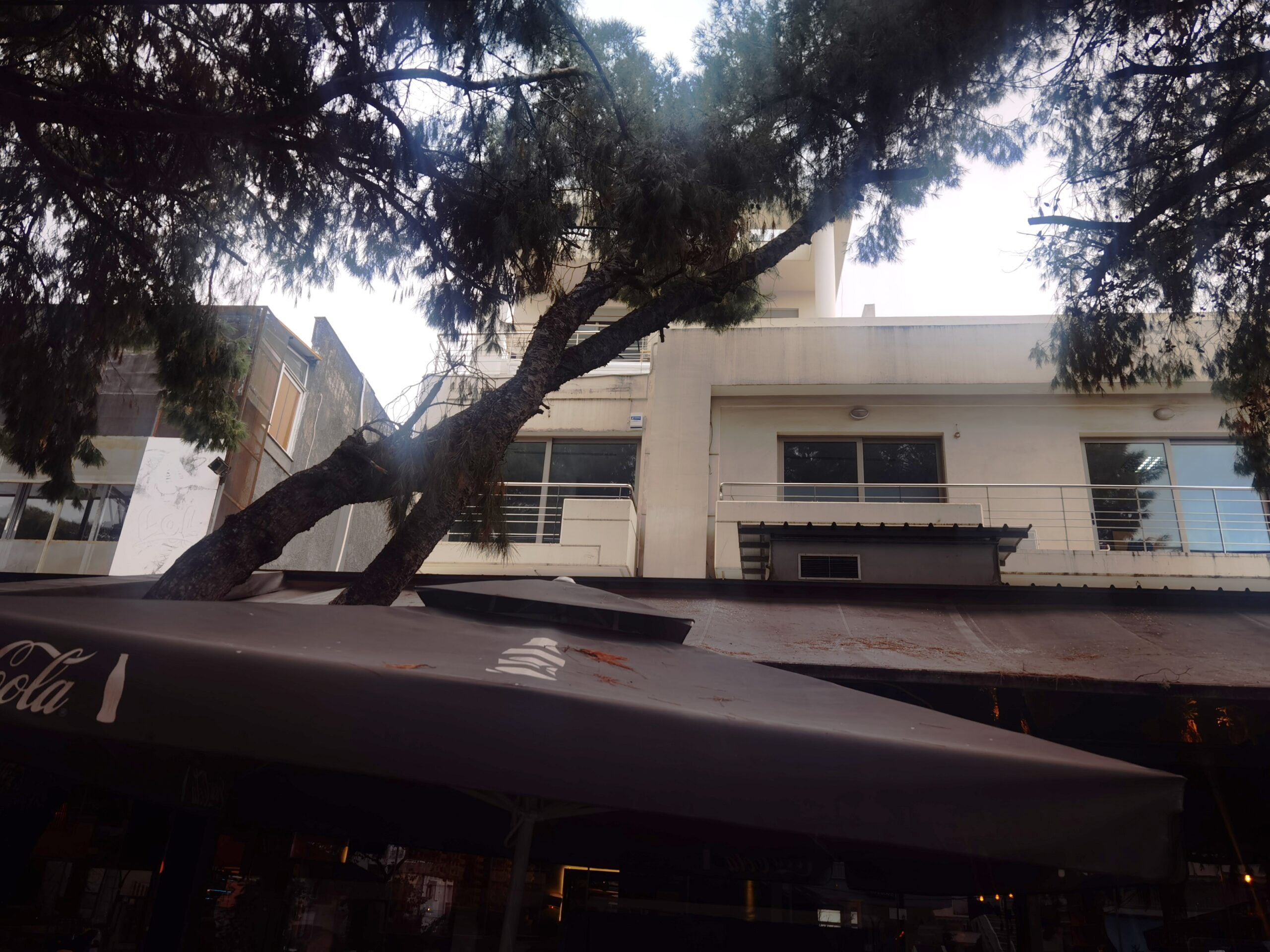 Πευκώνας Στρ. Καραϊσκάκη: Τα πεύκα ήρωες του ωραιότερου πεζόδρομου της Αθήνας 12 Πευκώνας Στρ. Καραϊσκάκη: Τα πεύκα ήρωες του ωραιότερου πεζόδρομου της Αθήνας 11