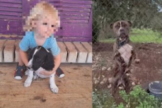 Αυτό είναι το πόρισμα του ΔΙΚΕΠΑΖ για το πίτμπουλ που σκότωσε το δίχρονο αγοράκι στη Ζάκυνθο 25