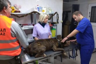 Τραυματισμός εργαζόμενης από σκύλο στο Κέντρο Περίθαλψης Ζώων του Σχιστού 25