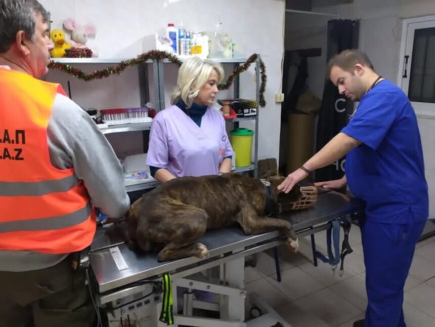 Τραυματισμός εργαζόμενης από σκύλο στο Κέντρο Περίθαλψης Ζώων του Σχιστού 1