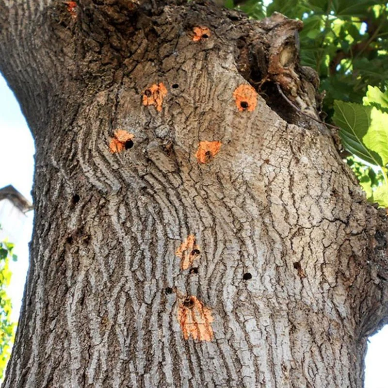 Η επέλαση του κινέζικου σκαθαριού στο Χαϊδάρι και το ερώτημα: "τι κάνουμε την τρύπα;" 5