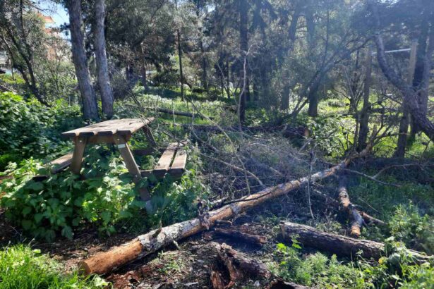 Άλσος Δαφνίου: Δωρεάν καυσόξυλα σε κατοίκους Χαϊδαρίου από το Δασαρχείο 115