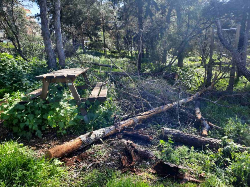 Άλσος Δαφνίου: Δωρεάν καυσόξυλα σε κατοίκους Χαϊδαρίου από το Δασαρχείο 15
