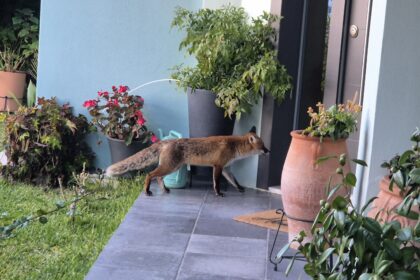 "Η αλεπού μπήκε στην κουζίνα μου. Μήπως να την εξημερώσω;" - Βίντεο 91