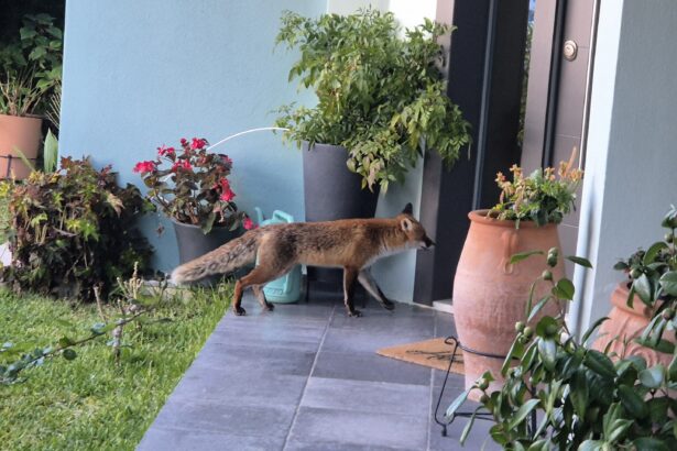 Πώς το συναισθηματικό τάισμα της αλεπουδίτσας εξοντώνει την πέρδικα στο βουνό 115