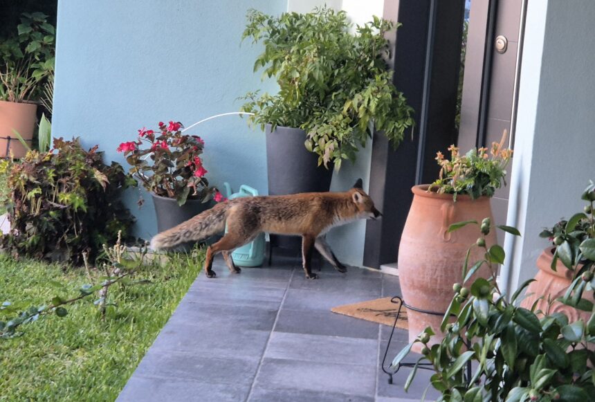 Πώς το συναισθηματικό τάισμα της αλεπουδίτσας εξοντώνει την πέρδικα στο βουνό 15