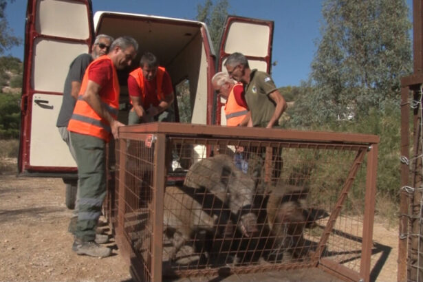Νέες προκλήσεις βάζει η άγρια πανίδα στα προάστια της Αθήνας - Νέα "ομάδα κλειδί" για τον έλεγχο της κατάστασης 115