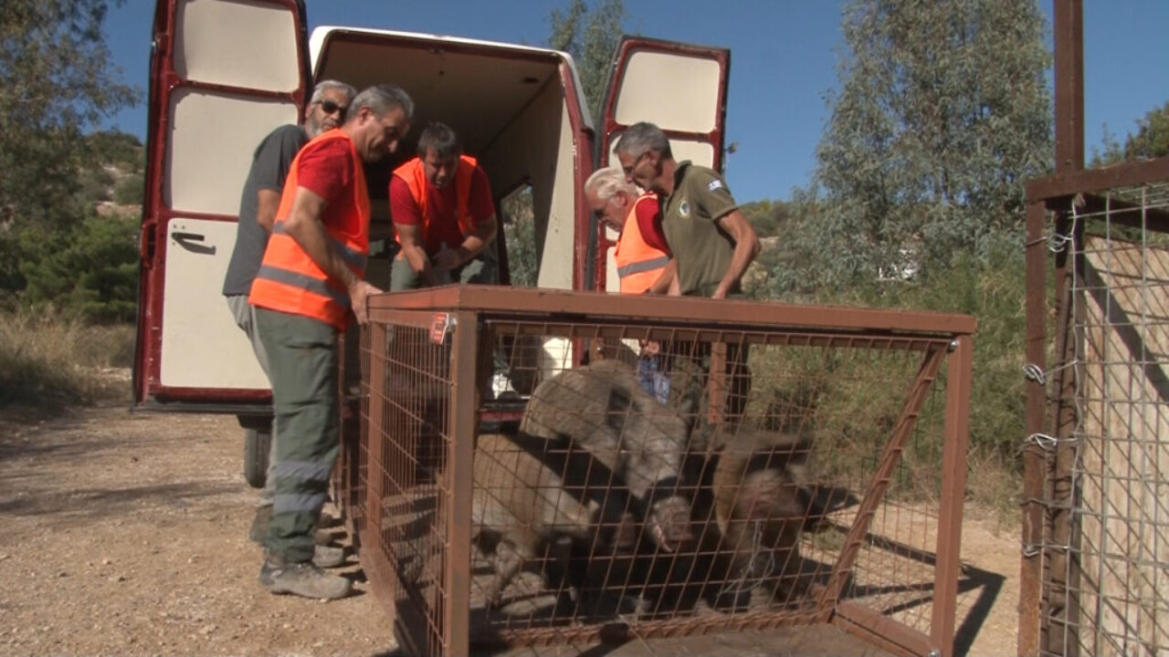 Νέες προκλήσεις από την άγρια ζωή στα προάστια της Αθήνας - Δημιουργείται "ομάδα κλειδί" για τον έλεγχό της 3