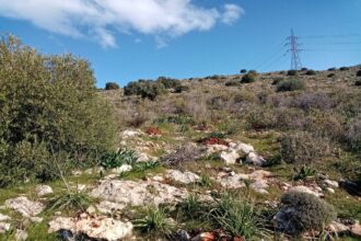 Ξανακάνουν την αποτυχημένη αναδάσωση στις πλαγιές του Όρους Αιγάλεω - "Δεν είχαν ούτε ρίζα!" 25