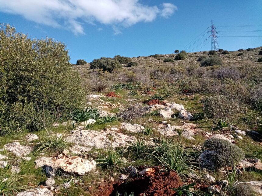 Ξανακάνουν την αποτυχημένη αναδάσωση στις πλαγιές του Όρους Αιγάλεω - "Δεν είχαν ούτε ρίζα!" 1