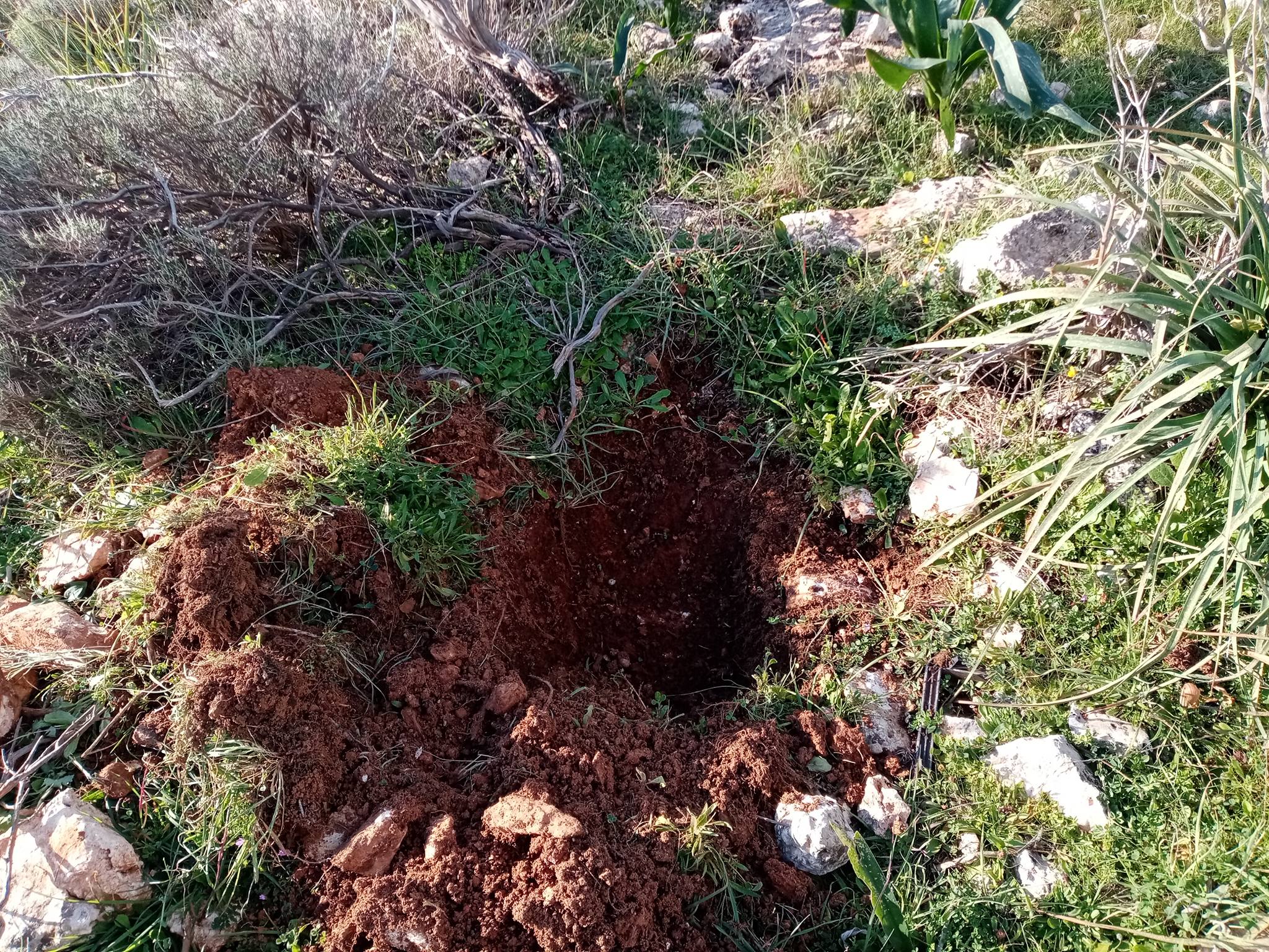 Ξανακάνουν την αποτυχημένη αναδάσωση στις πλαγιές του Όρους Αιγάλεω - "Δεν είχαν ούτε ρίζα!" 3