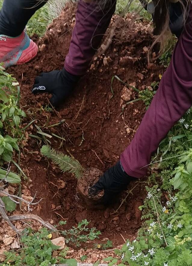 Τα θετικά και τα αρνητικά μιας δενδροφύτευσης στο όρος Αιγάλεω 3