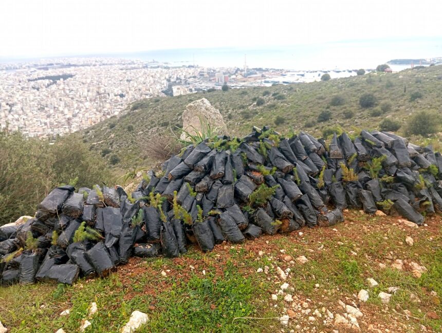Τα θετικά και τα αρνητικά μιας δενδροφύτευσης στο όρος Αιγάλεω 1