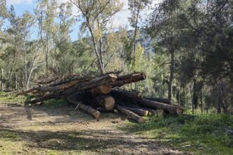 Άλσος Δαφνίου: Δωρεάν καυσόξυλα σε κατοίκους Χαϊδαρίου από το Δασαρχείο 23