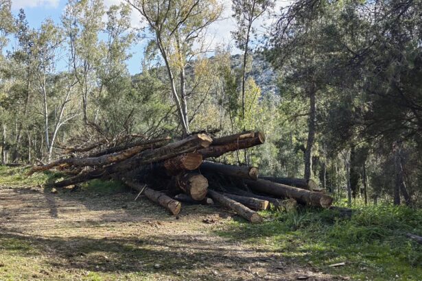 Άλσος Δαφνίου: Δωρεάν καυσόξυλα σε κατοίκους Χαϊδαρίου από το Δασαρχείο 119