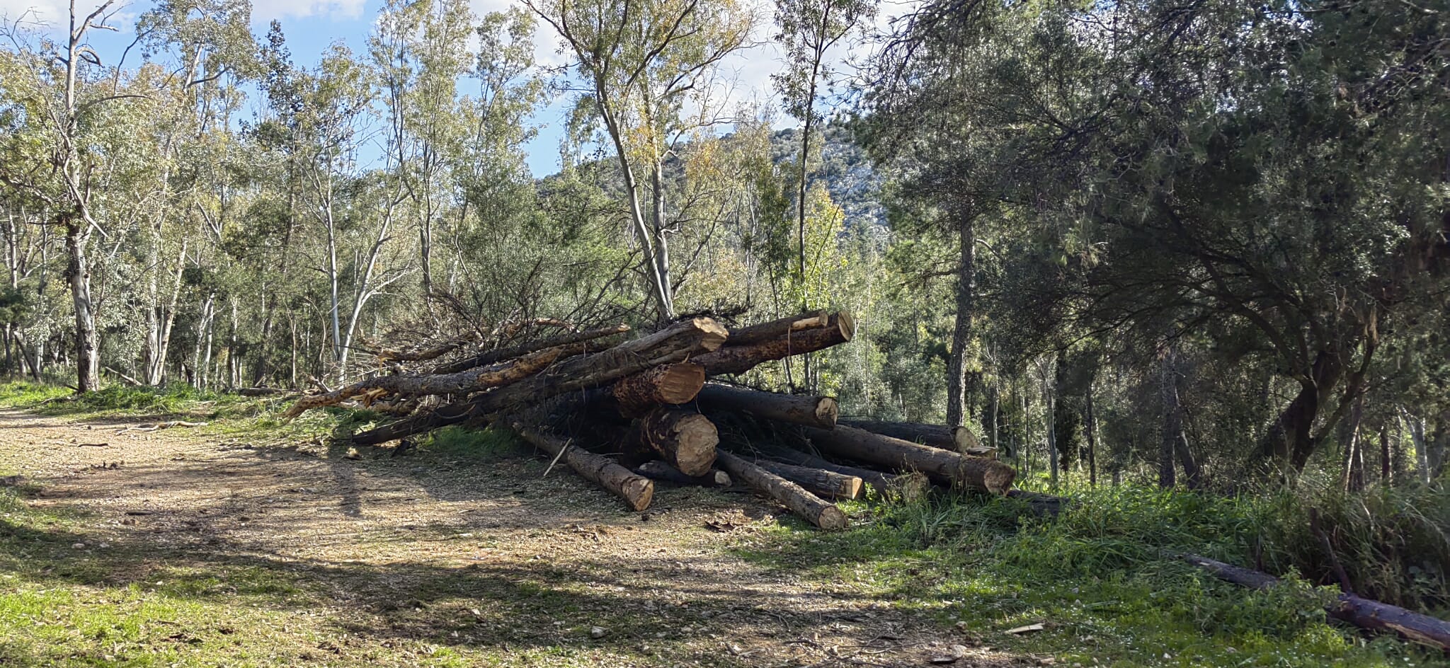 Άλσος Δαφνίου: Δωρεάν καυσόξυλα σε κατοίκους Χαϊδαρίου από το Δασαρχείο 3