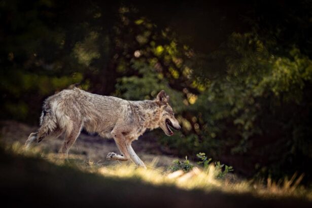 Επίθεση λύκου στο Τατόι: "Μου έσκισε τα ρούχα και με έγδαρε στη μέση", λέει περιπατητής 115