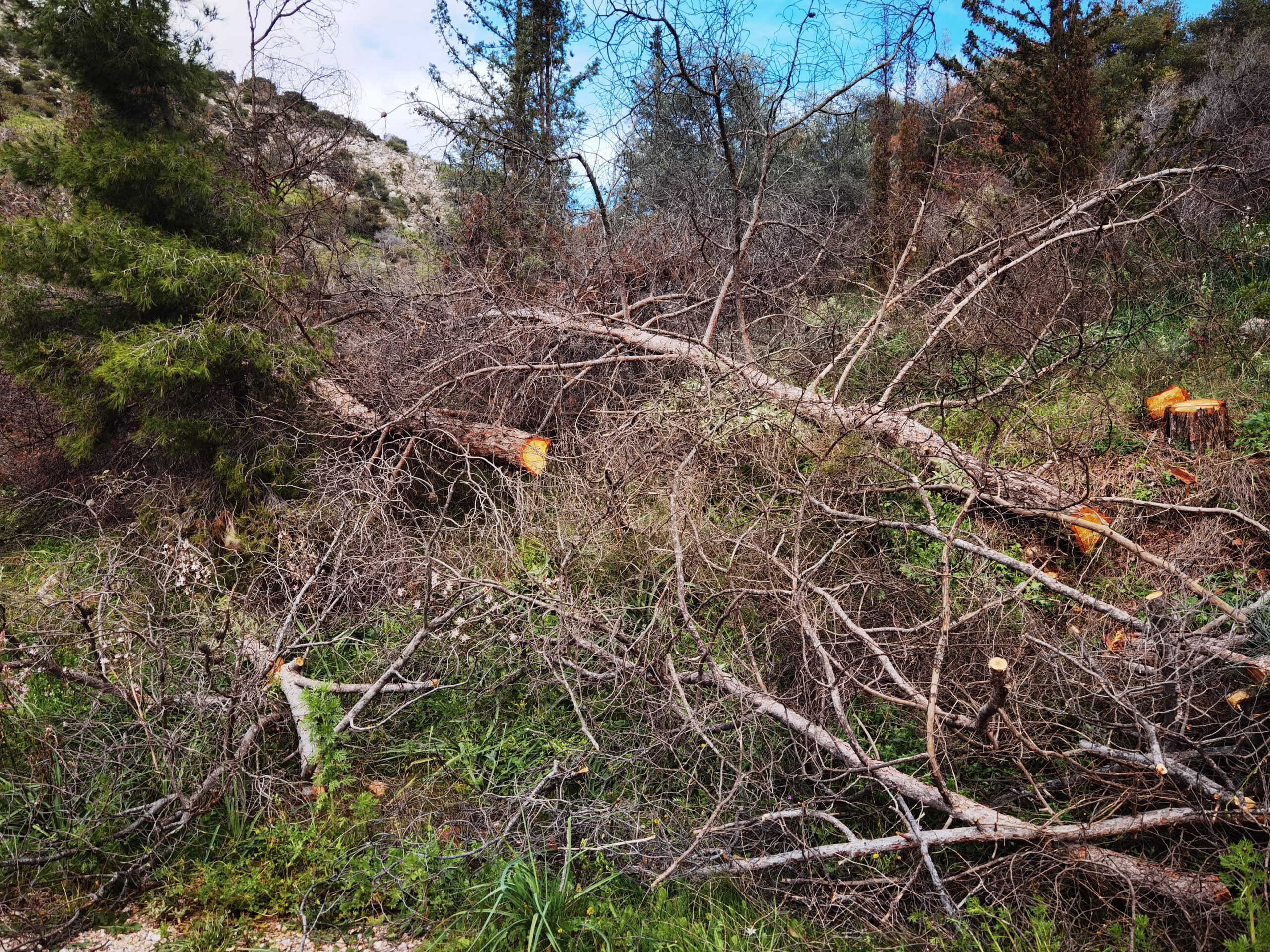 Οργασμός δασικών εργασιών σε όλη την έκταση του Ποικίλου - Βίντεο 3