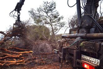 Οργασμός δασικών εργασιών σε όλη την έκταση του Ποικίλου - Βίντεο 24