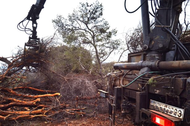 Οργασμός δασικών εργασιών σε όλη την έκταση του Ποικίλου - Βίντεο 111