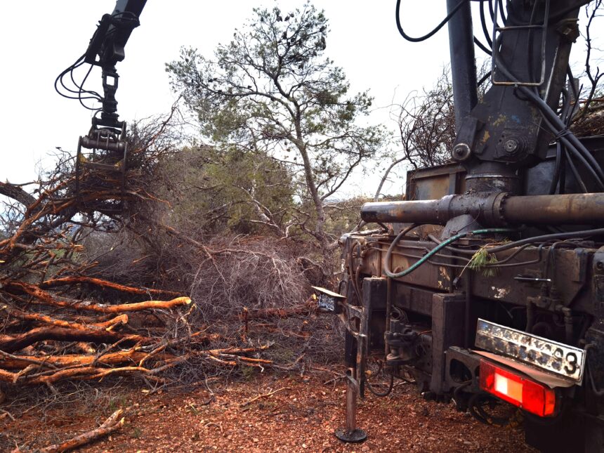 Οργασμός δασικών εργασιών σε όλη την έκταση του Ποικίλου - Βίντεο 13