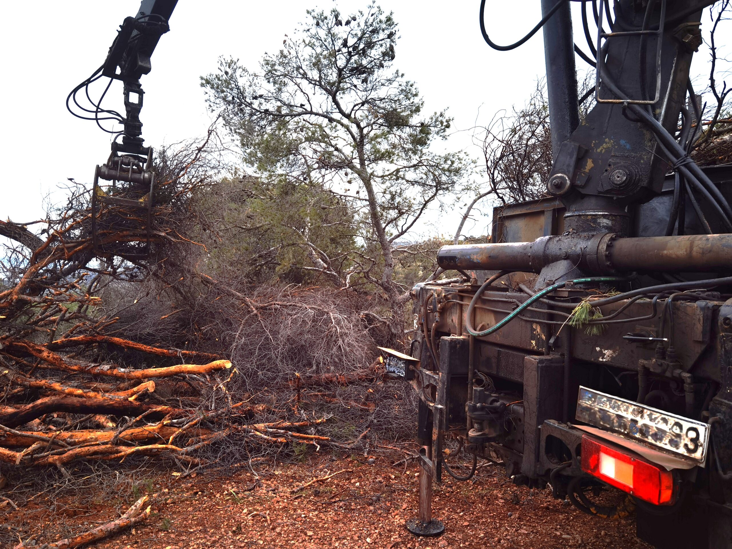 Οργασμός δασικών εργασιών σε όλη την έκταση του Ποικίλου - Βίντεο 3