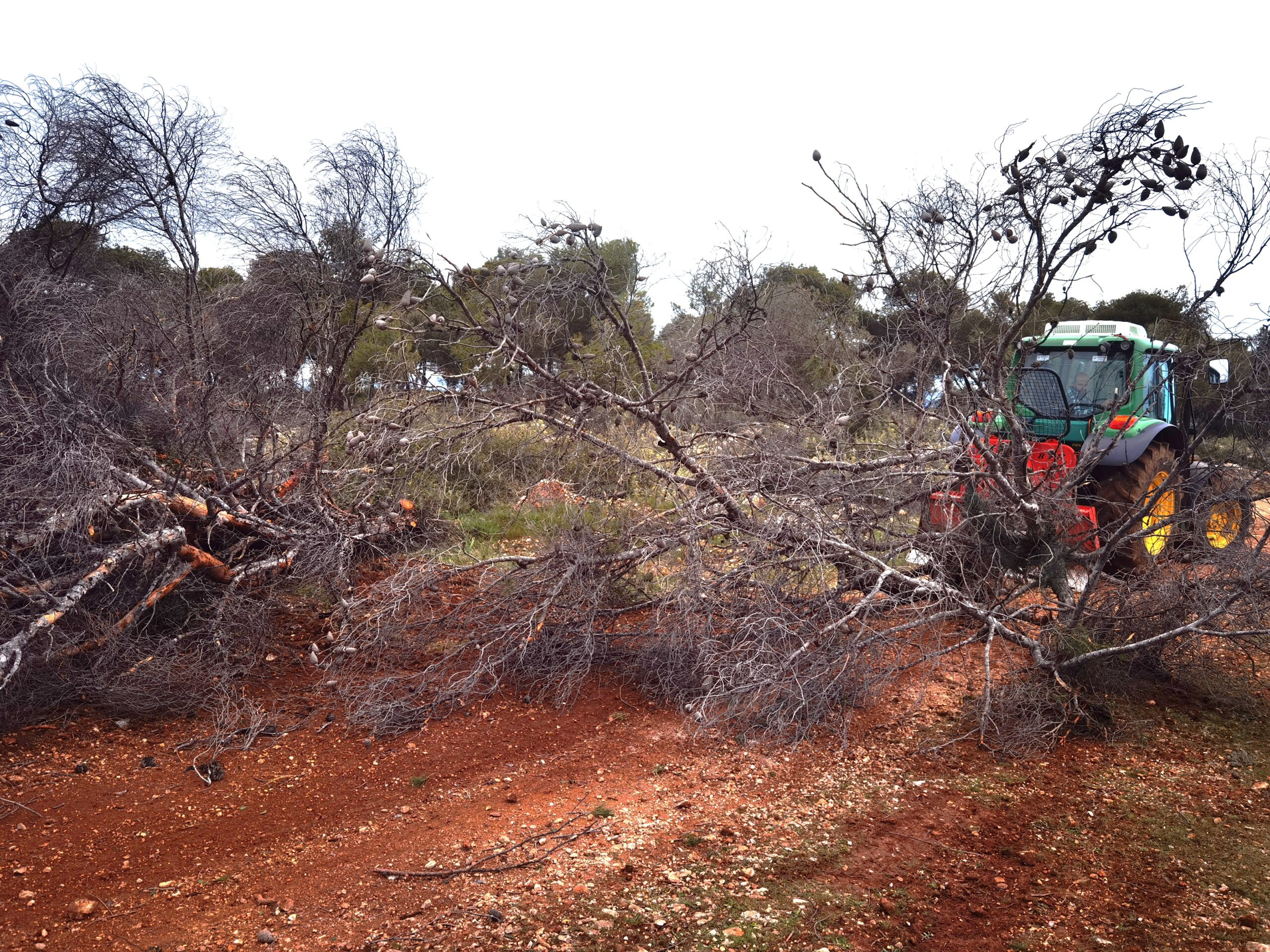 Οργασμός δασικών εργασιών σε όλη την έκταση του Ποικίλου - Βίντεο 7
