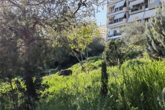 Ο κάπρος βρήκε τις άπλες του σε πάρκο του Δάσους Χαϊδαρίου - Βίντεο 25