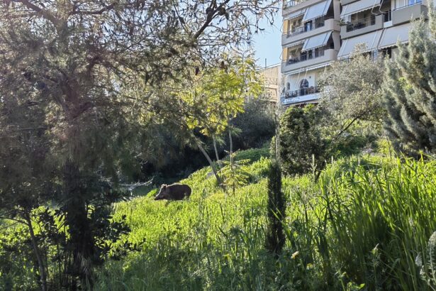 Ο κάπρος βρήκε τις άπλες του σε πάρκο του Δάσους Χαϊδαρίου - Βίντεο 115