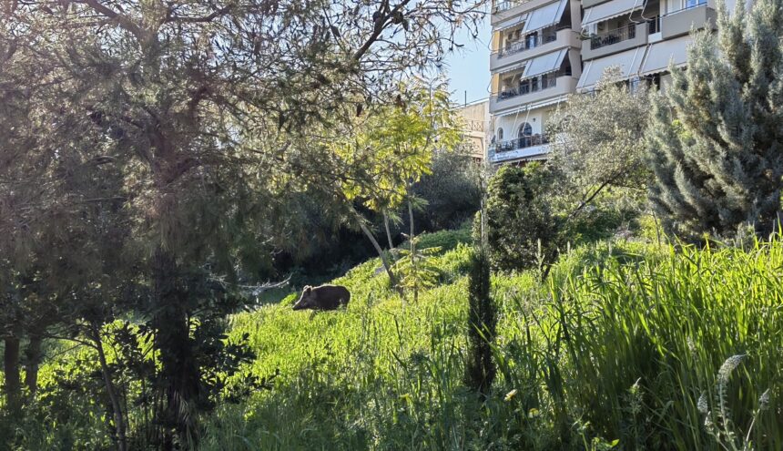 Ο κάπρος βρήκε τις άπλες του σε πάρκο του Δάσους Χαϊδαρίου - Βίντεο 15