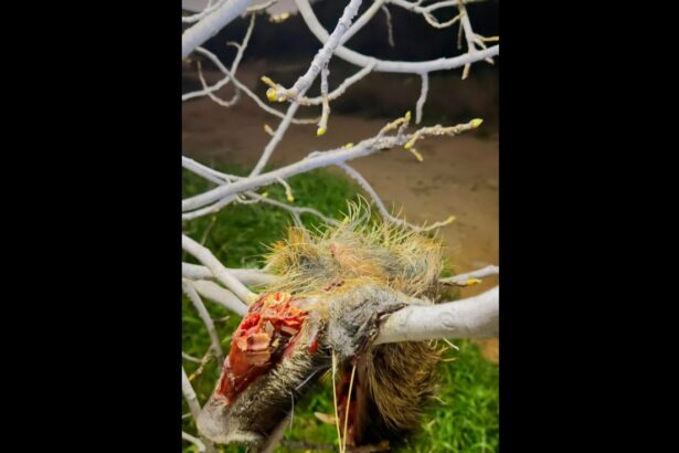 "Αυτό που συμβαίνει στο Ποικίλο Όρος είναι παράνομη θήρευση" 115