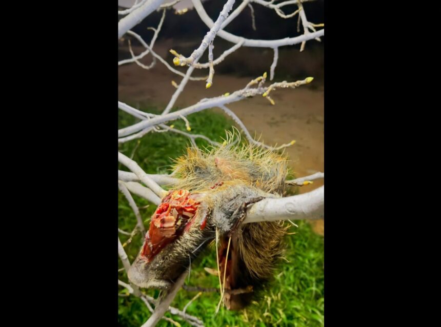 "Αυτό που συμβαίνει στο Ποικίλο Όρος είναι παράνομη θήρευση" 1