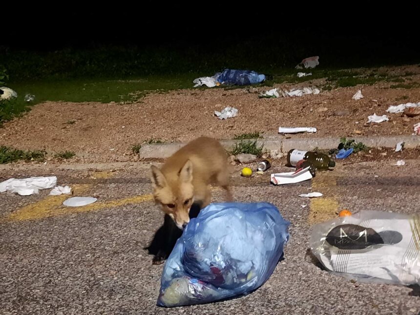 Ατιμάζουμε non stop τη φύση... - Βίντεο 1