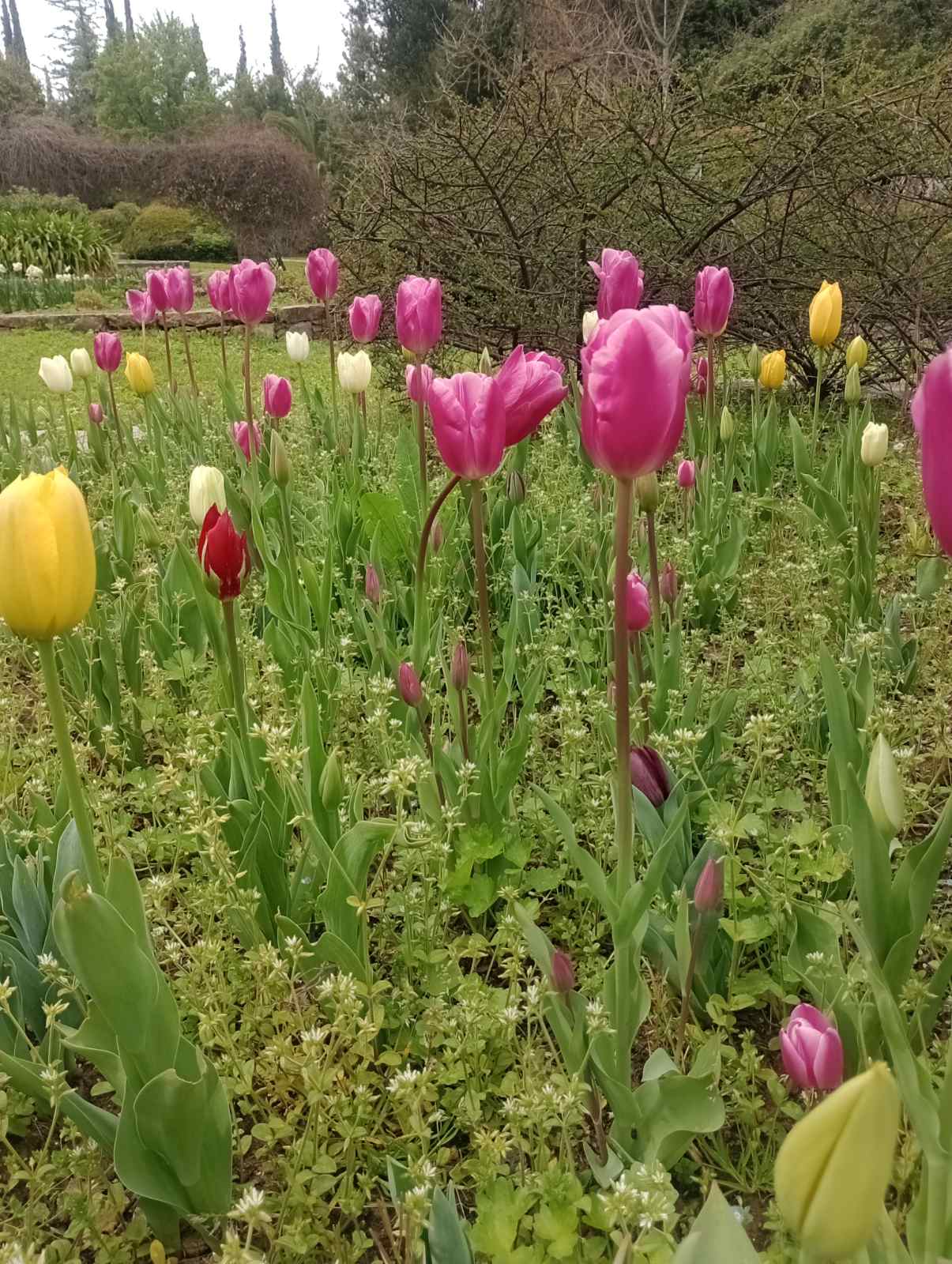 Έκρηξη ανοιξιάτικης ομορφιάς στον Διομήδειο Κήπο 4 Έκρηξη ανοιξιάτικης ομορφιάς στον Διομήδειο Κήπο 3