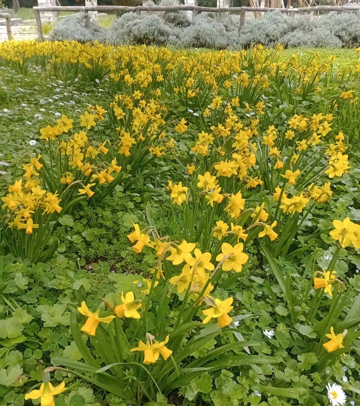 Έκρηξη ανοιξιάτικης ομορφιάς στον Διομήδειο Κήπο 6 Έκρηξη ανοιξιάτικης ομορφιάς στον Διομήδειο Κήπο 5