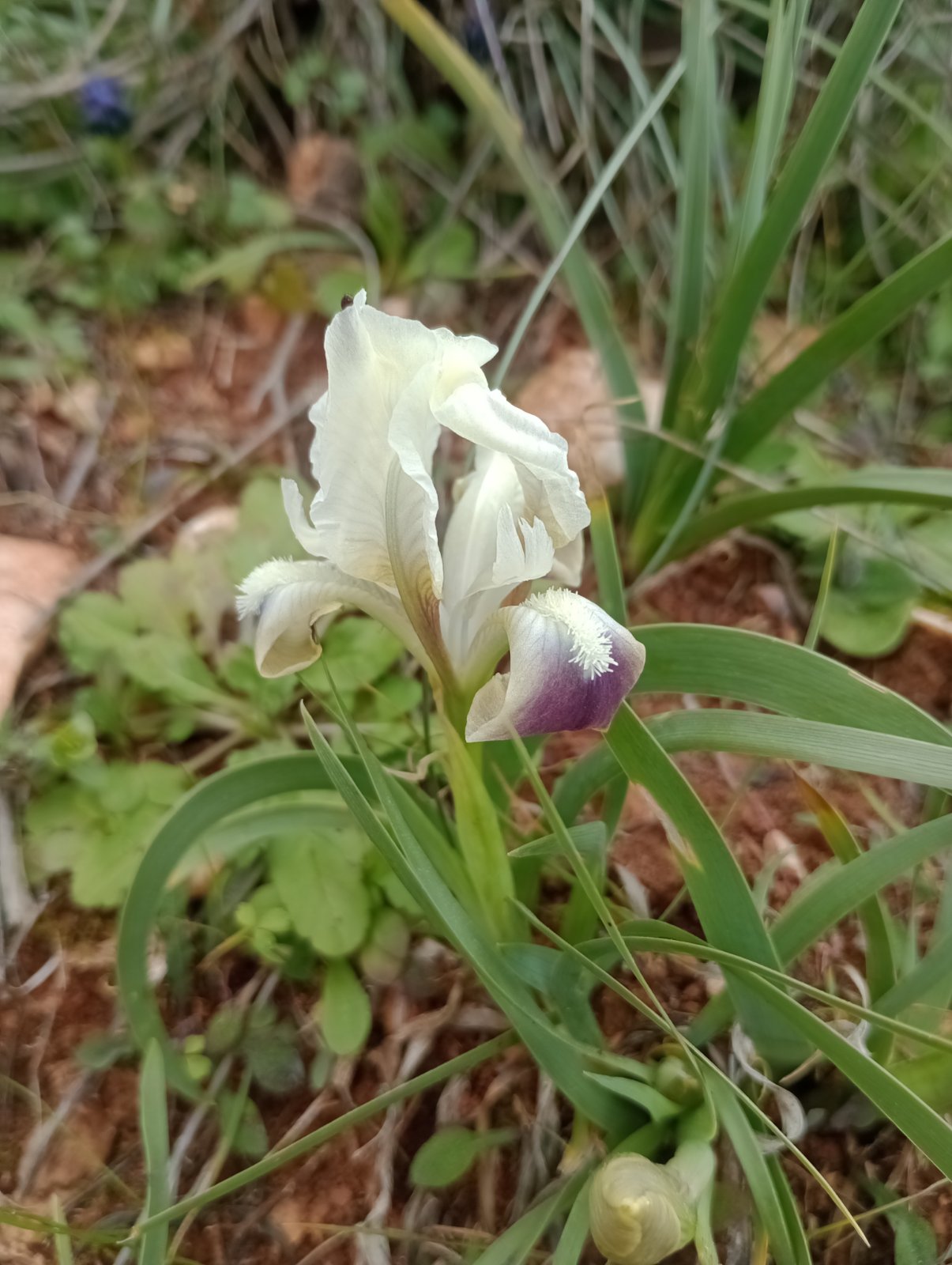 Έκρηξη ανοιξιάτικης ομορφιάς στον Διομήδειο Κήπο 8 Έκρηξη ανοιξιάτικης ομορφιάς στον Διομήδειο Κήπο 7