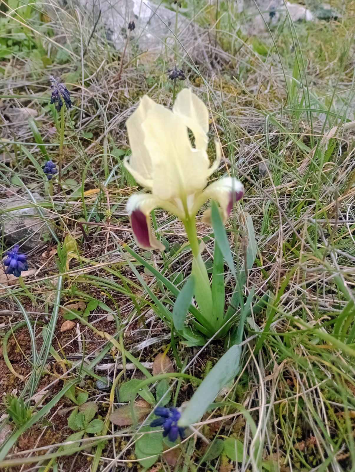 Έκρηξη ανοιξιάτικης ομορφιάς στον Διομήδειο Κήπο 10 Έκρηξη ανοιξιάτικης ομορφιάς στον Διομήδειο Κήπο 9